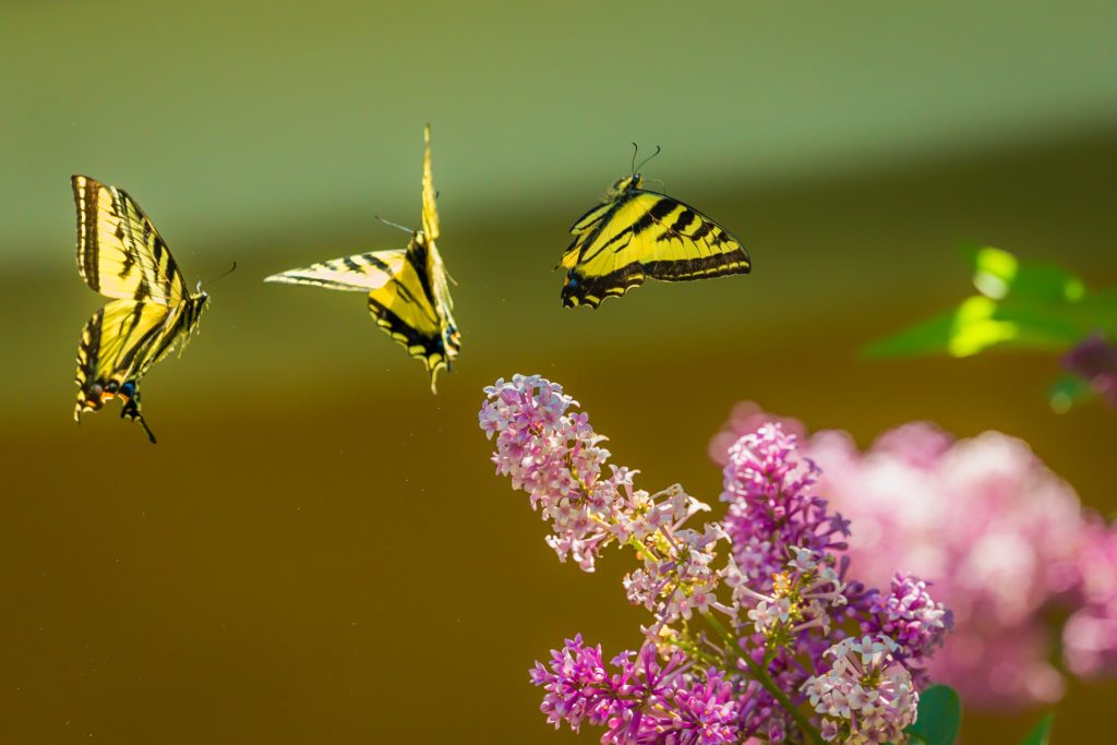 Shallow focus photography of three butterflies by Andrea Reiman on Unsplash