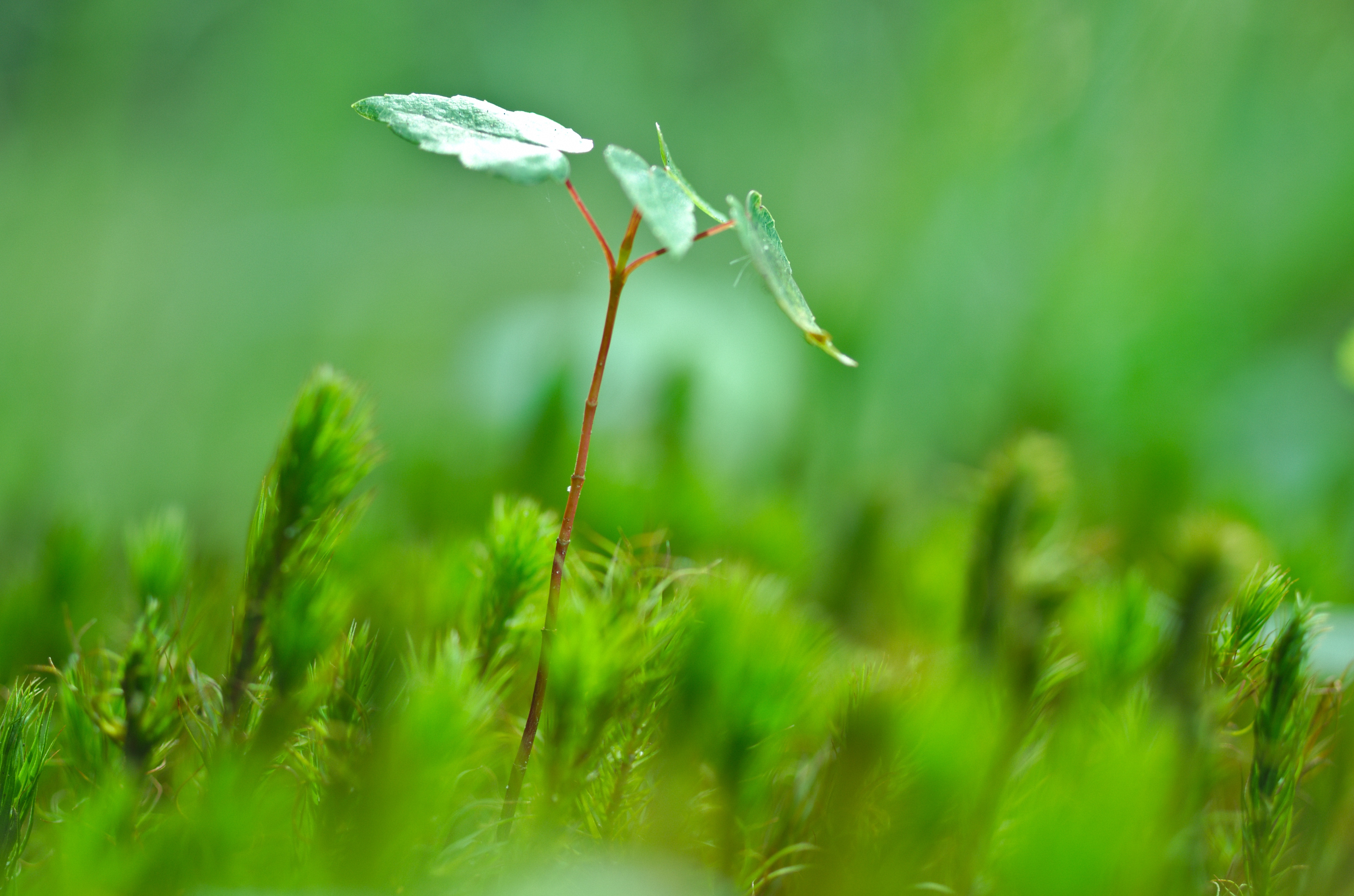 Selective focus photography on green leaf by Austin D on Unsplash