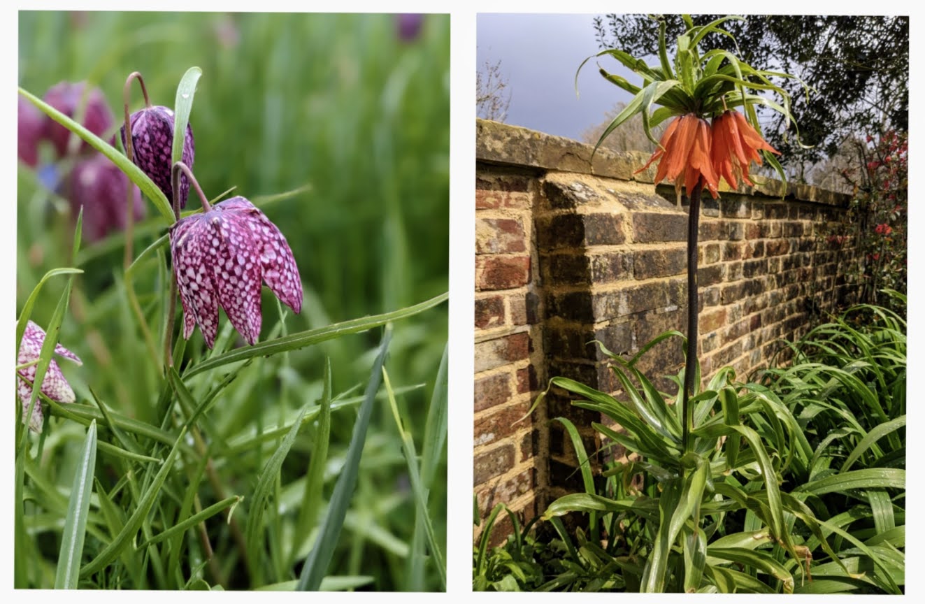 Chocolate Lily and Crown Imperial Fritillary